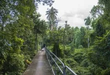 bang kachao