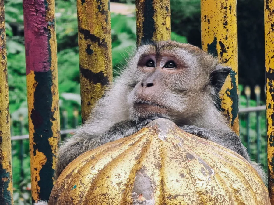 thinking macaque batu caves kuala lumpur