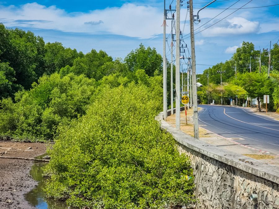 Route bordée d’arbres, poteaux électriques et fossé verdoyant