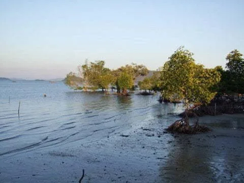 mangrove kung bay phuket