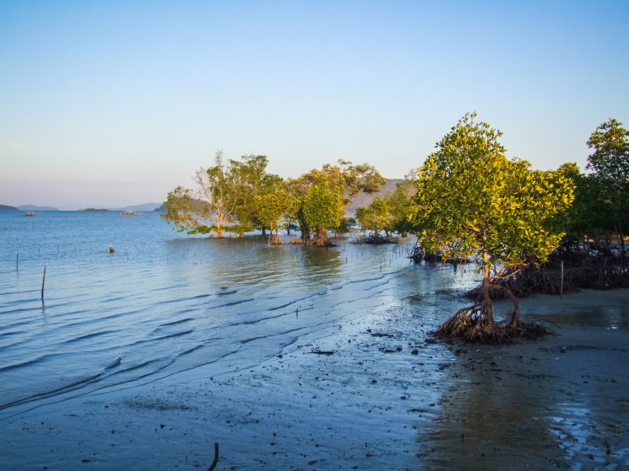 mangrove kung bay phuket