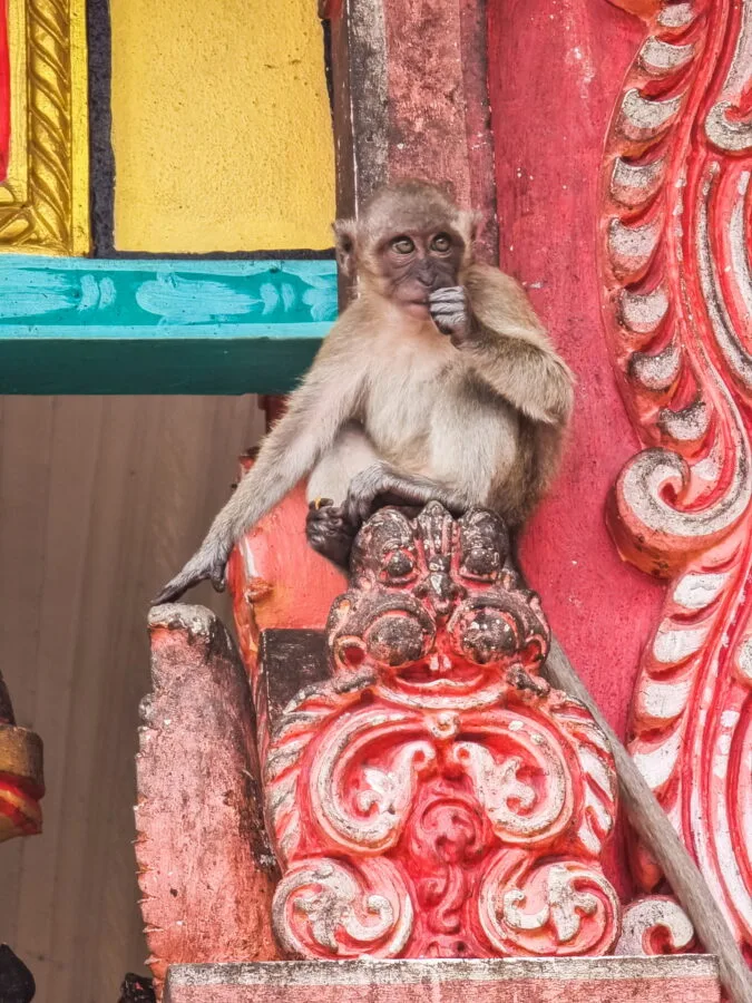 little monkey batu caves kuala lumpur
