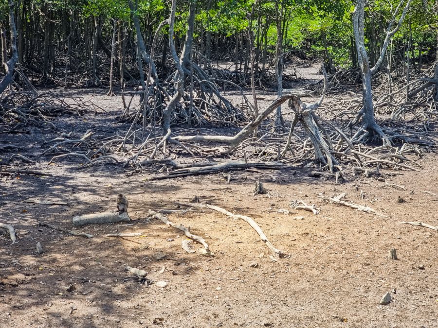 Singe assis sur un tronc dans une mangrove
