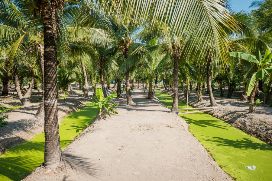 ancienne plantation de cocotiers bang kachao
