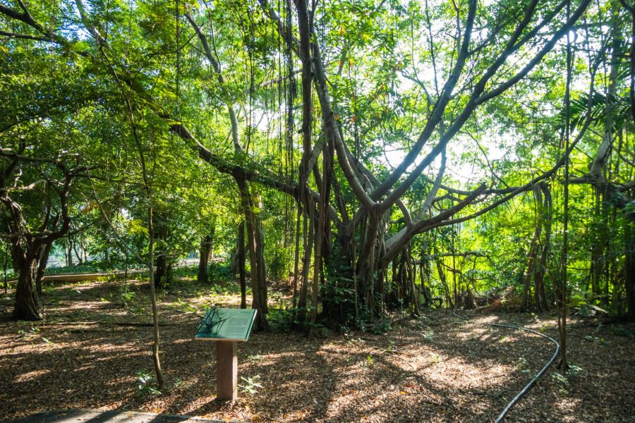 arbre banyan au parc sri nakhon khuean khan bang kachao