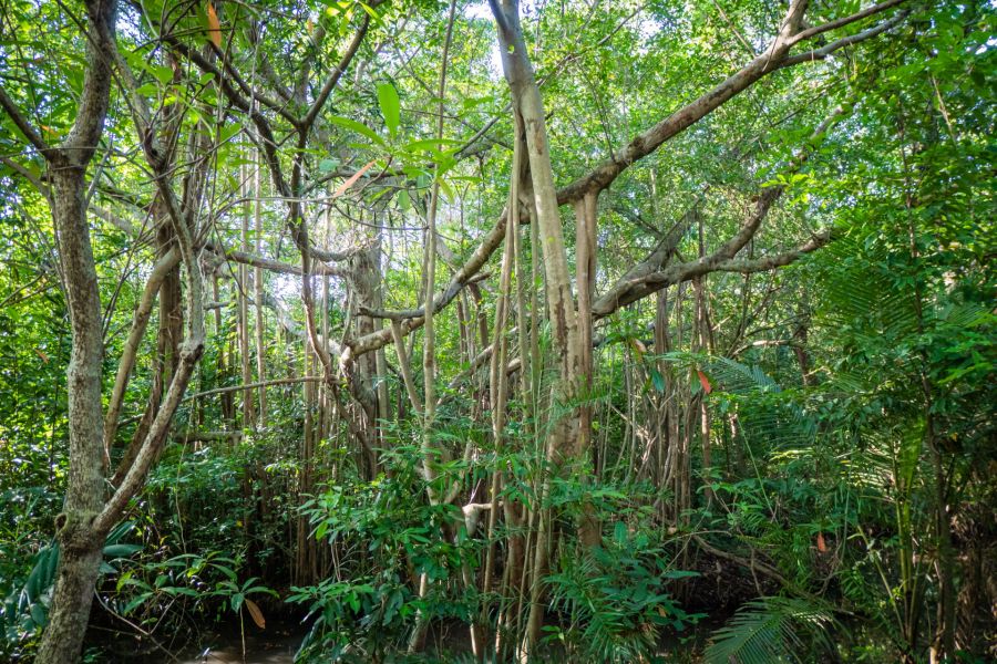 bel arbre au parc sri nakhon khuean khan bang kachao