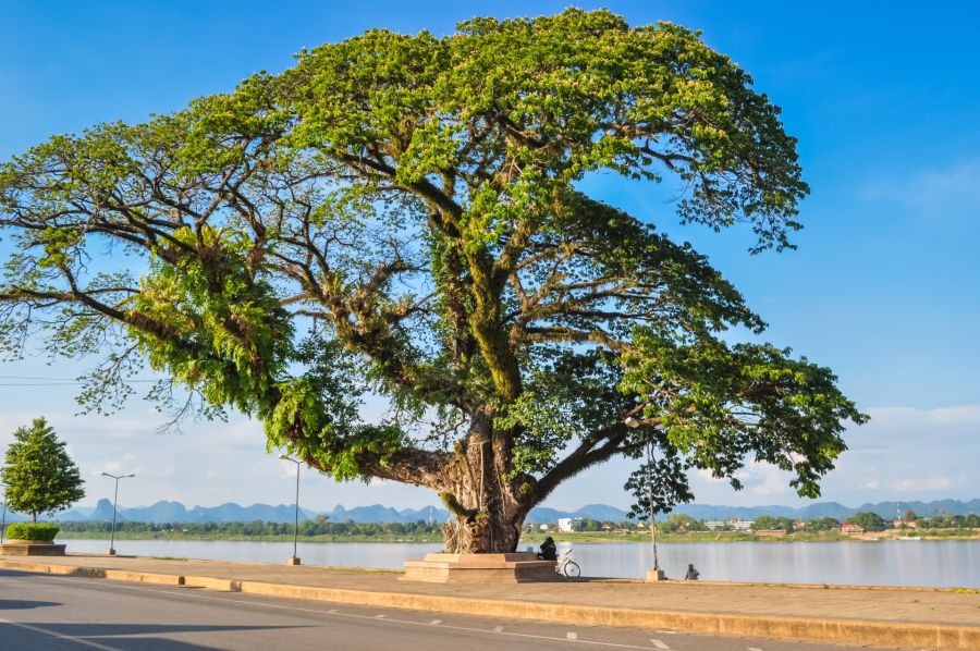 Grand arbre au bord d’un lac sous ciel bleu