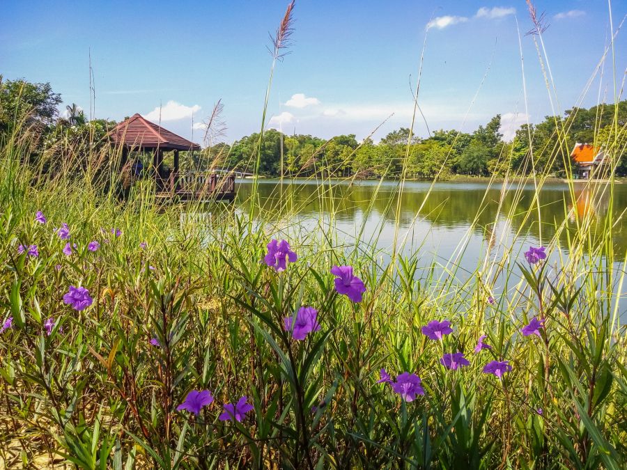 fleur et paysage du parc sri nakhon khuean khan bang kachao