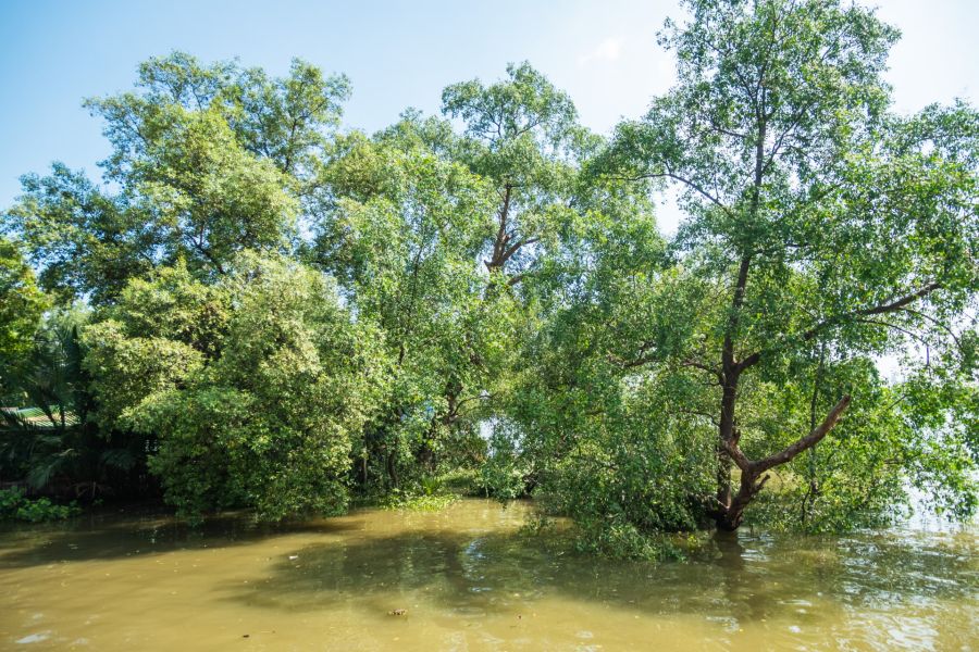 mangroves sur les berges du chao phraya bang kachao