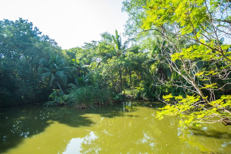 paysage au parc sri nakhon khuean khan bang kachao