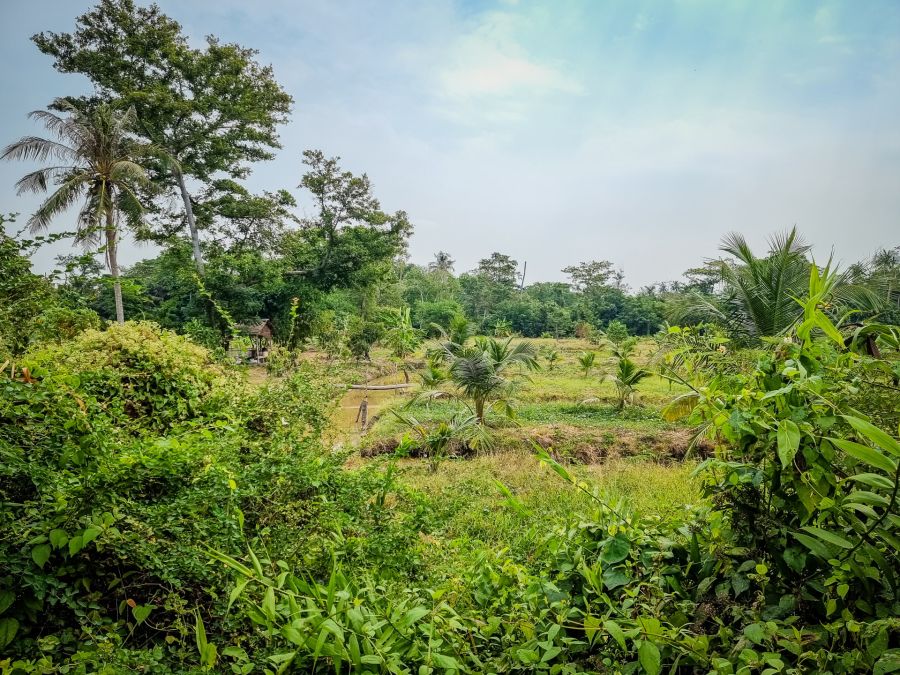 Paysage de Bang Kachao depuis une voie surélevée
