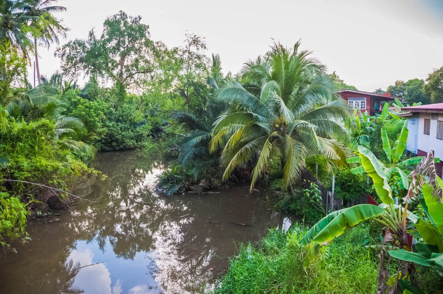 paysage typique de bang kachao
