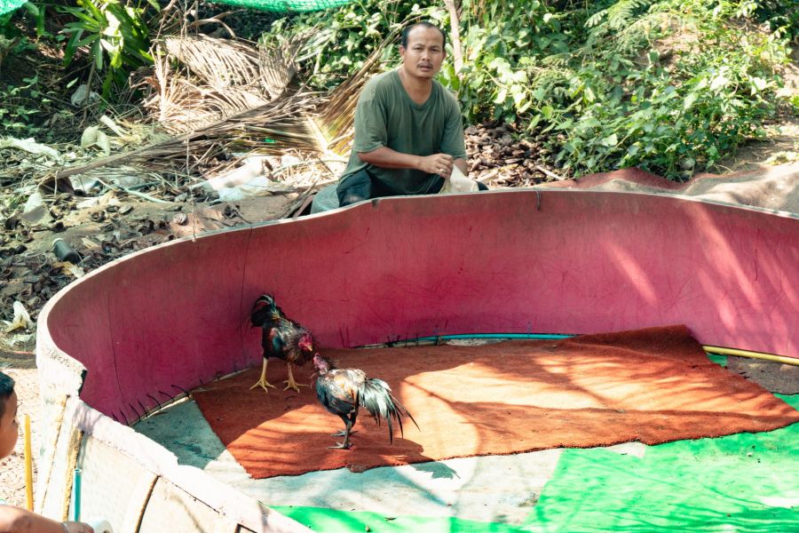 ring de combat de coq bang kachao