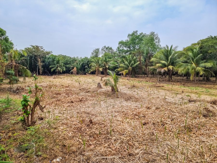 terrain vide a bang kachao