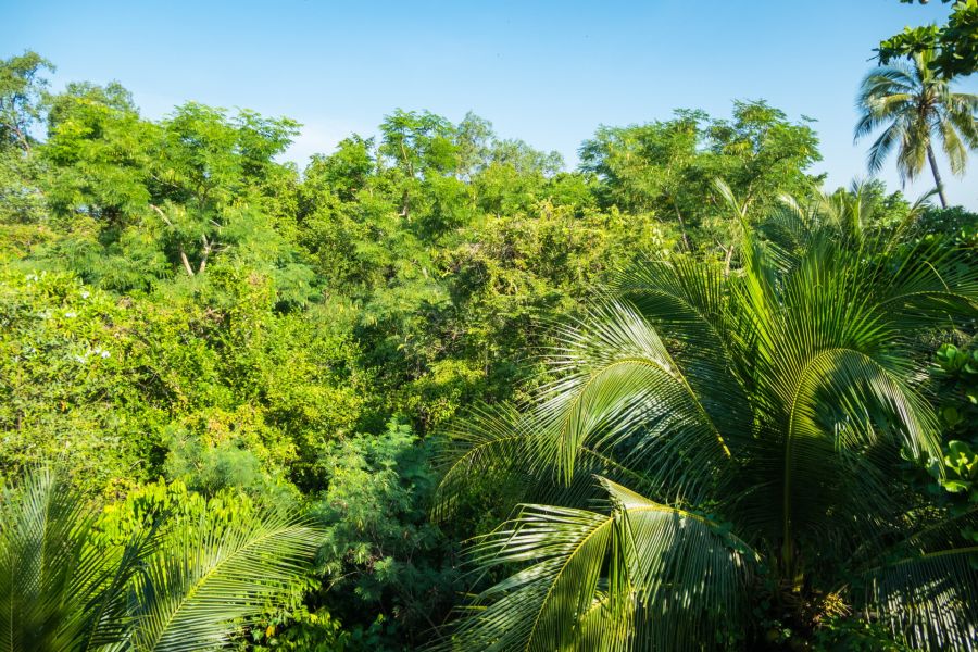 vue depuis tour observation au parc sri nakhon khuean khan bang kachao