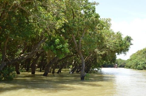 forêt inondée kompong phluk