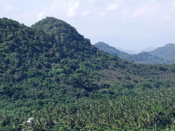 coconut trees ban krut