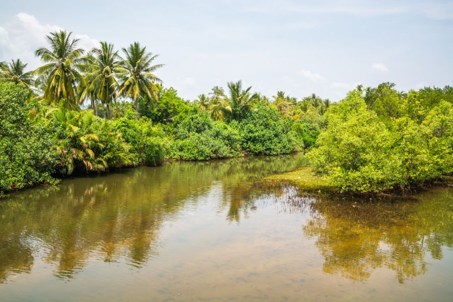 Tropical lagoon lined with palm trees and lush vegetation