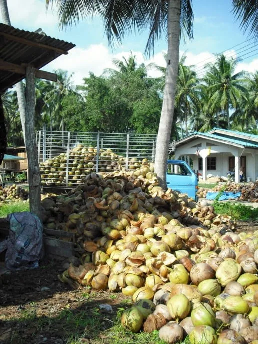 coconut trees ban krut