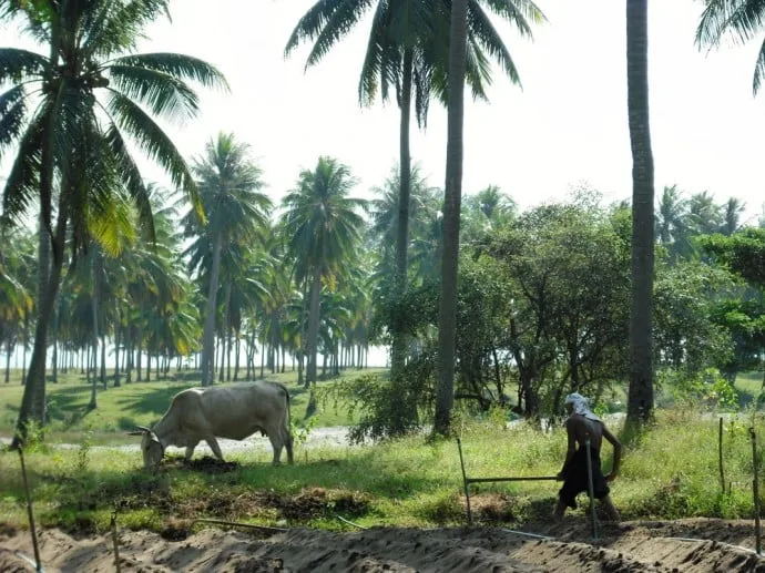coconut trees ban krut