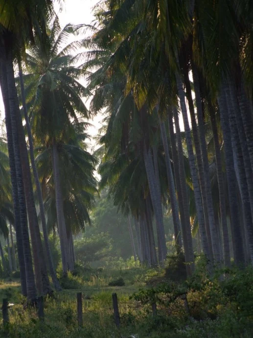 coconut trees ban krut