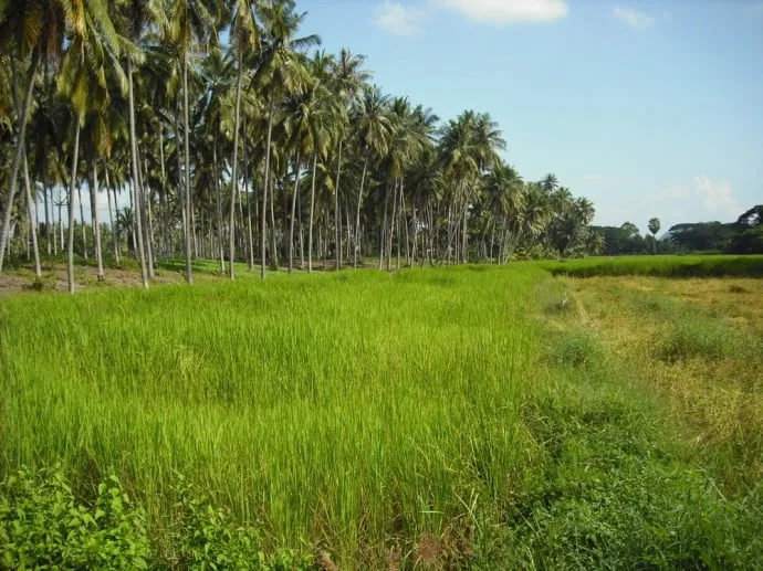 coconut trees ban krut
