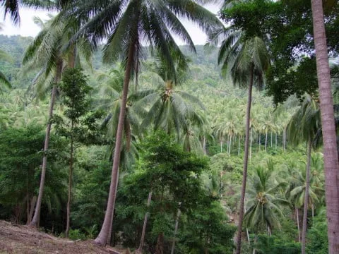 coconut trees center koh samui