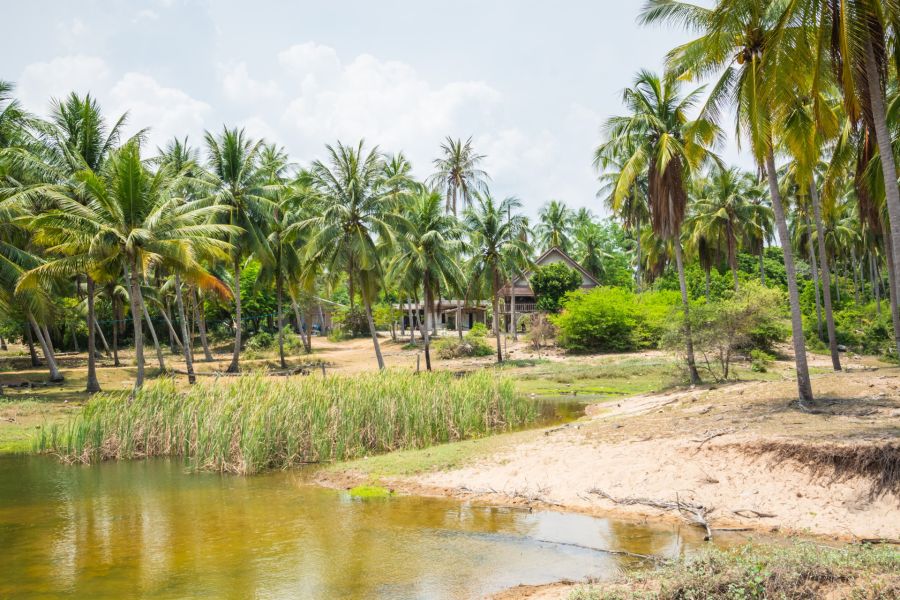 Tropical house surrounded by coconut trees on the edge of a pond