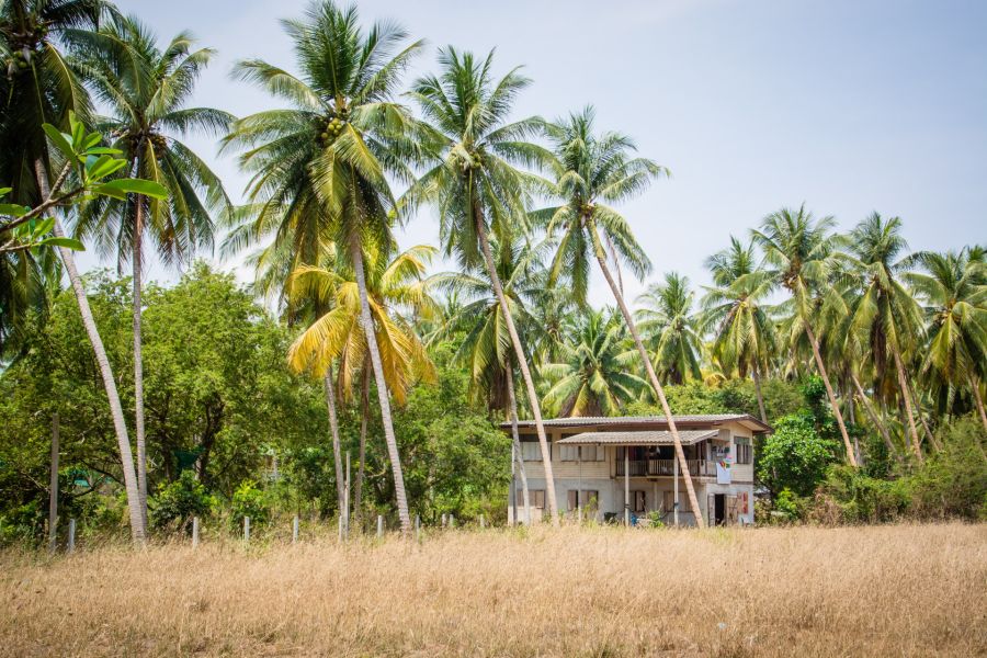 House on stilts surrounded by tropical coconut trees