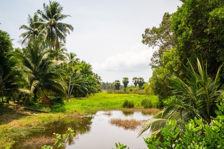Tropical rice paddy bordered by palm trees and a pond