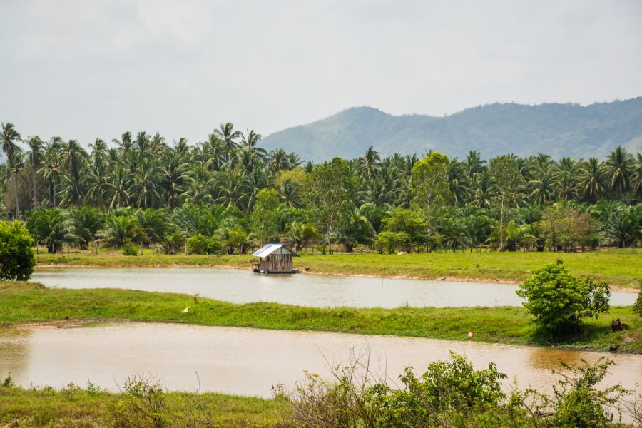 Cabin by a pond, palm trees and hills