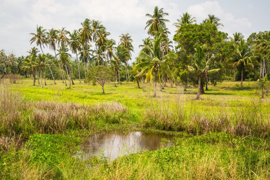 Tropical palm grove with pond and lush green grass