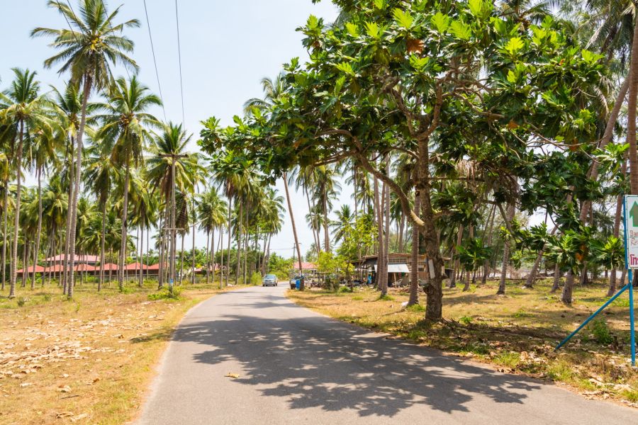Tropical road lined with coconut trees and rural houses