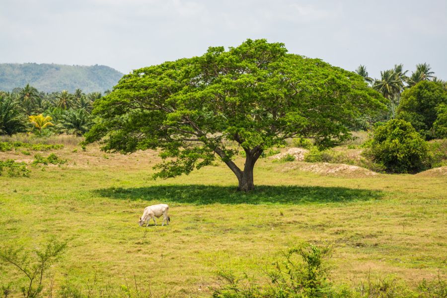 Cow grazing under a large tropical tree