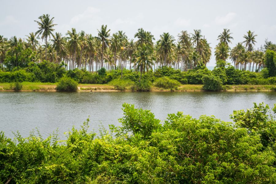 Lagoon lined with palm trees and lush tropical vegetation