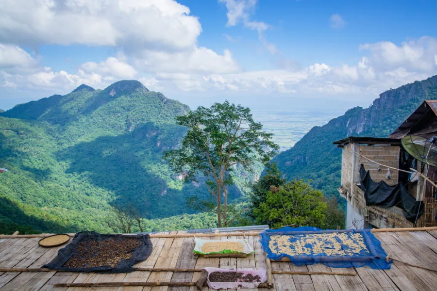 coffee drying in ban pha hi village