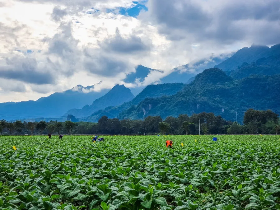 cultures at the foot of doi nang non chiang province
