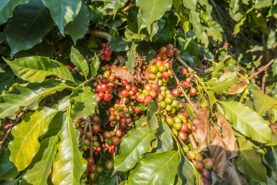 close up of coffee beans in ban pha hi village