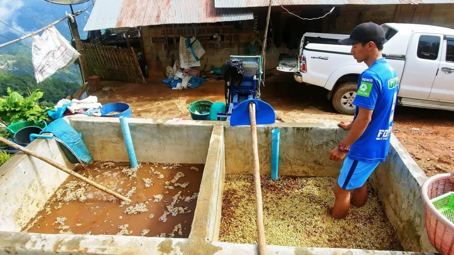 coffee village ban pha hi chiang rai province