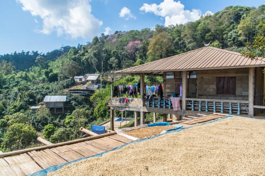house with coffee drying in front of ban pha hi village