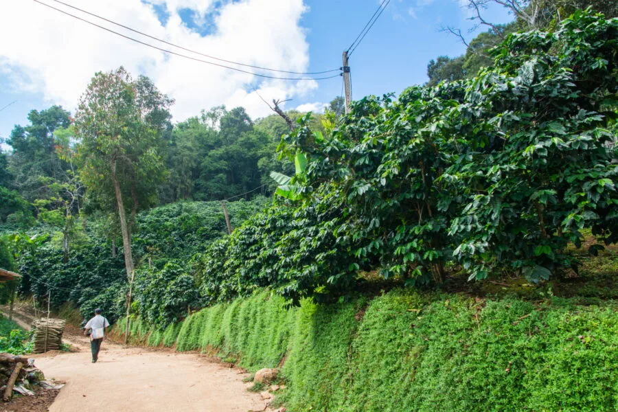 coffee plantation in ban pha hi village