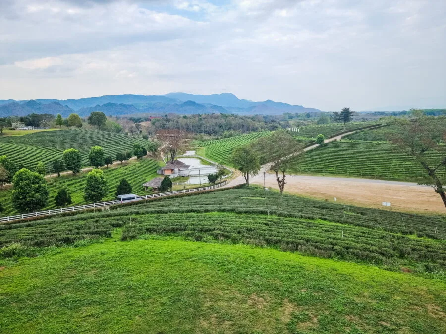 choui fong tea plantation north chiang rai