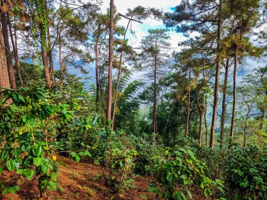 coffee plantations doi nang no route 1149 chiang rai