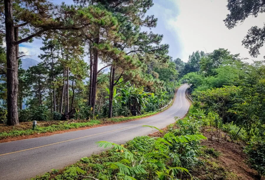 pine lined road 1149 chiang rai province