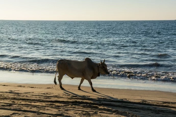 chaung tha burma