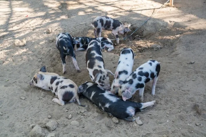 motorbike chaung tha ngwe saung burma