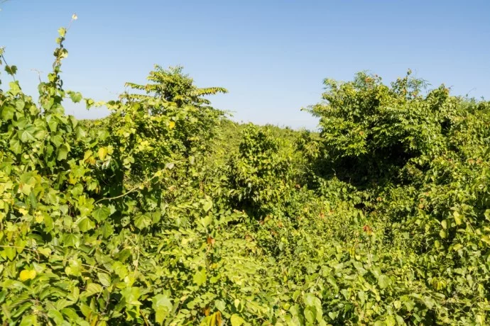 pathein chaung tha burma