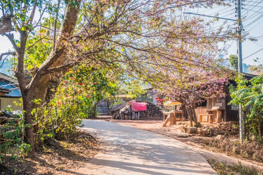 walk in the Hmong village Khun Chang Khian Doi Pui