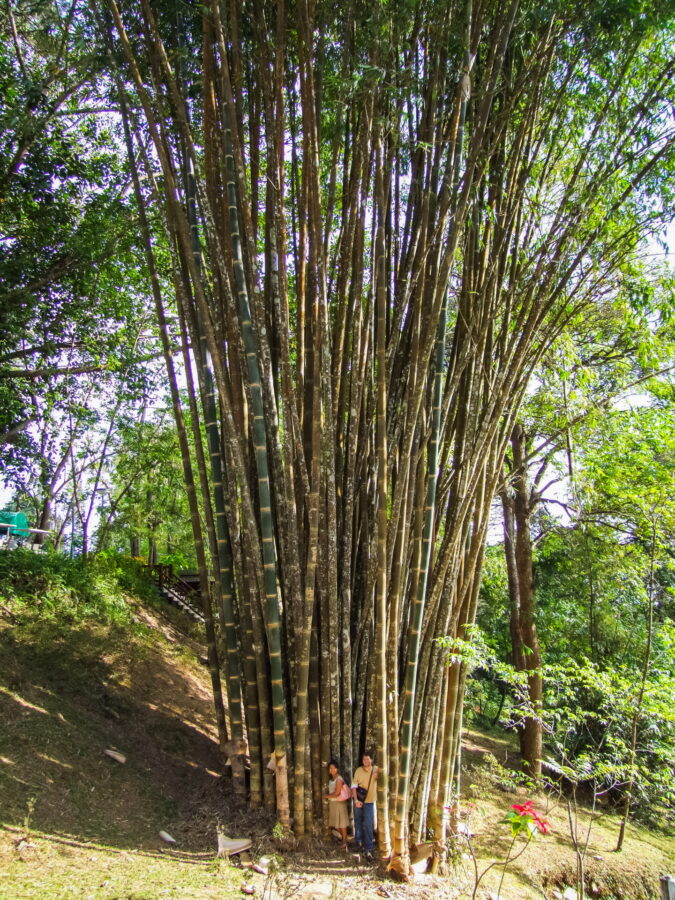 giant bamboo at bhubing doi suthep palace chiang mai
