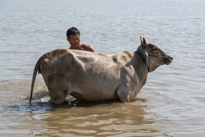 cow bath campaign hpa in burma